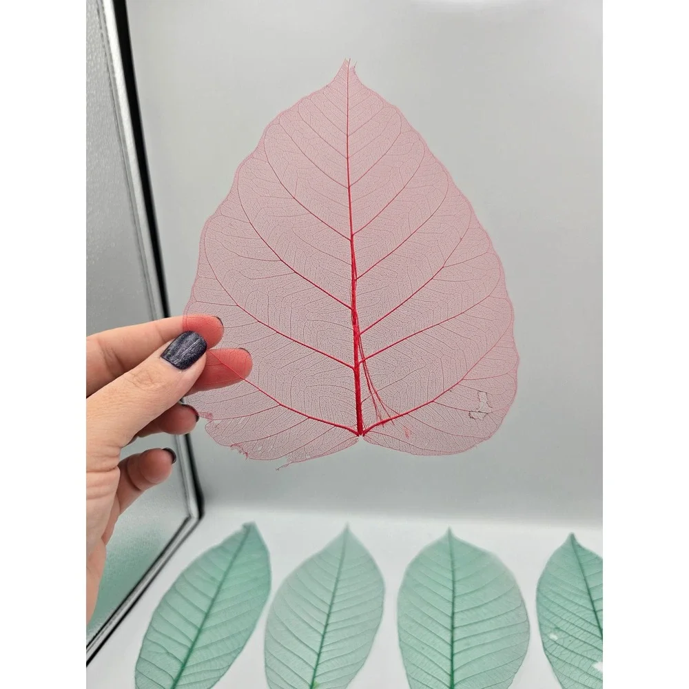 Skeleton Leaves Green Pink‎ Botanical Decor Crafting Floral Arrangements